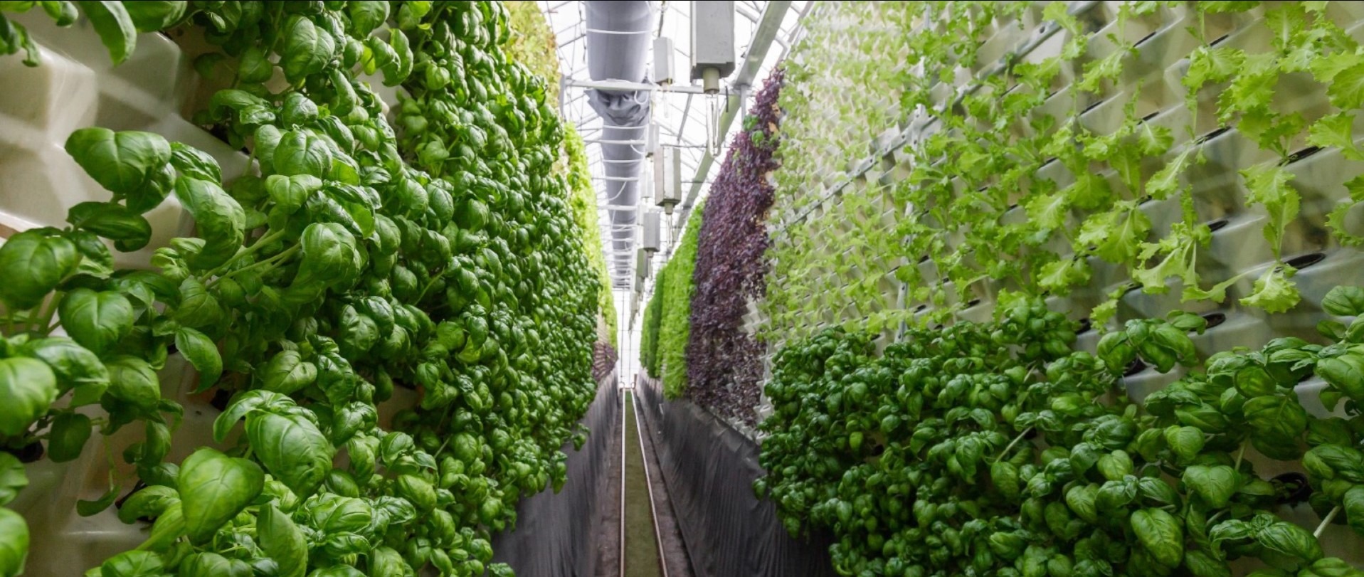 What Is Vertical Farming Ecocation