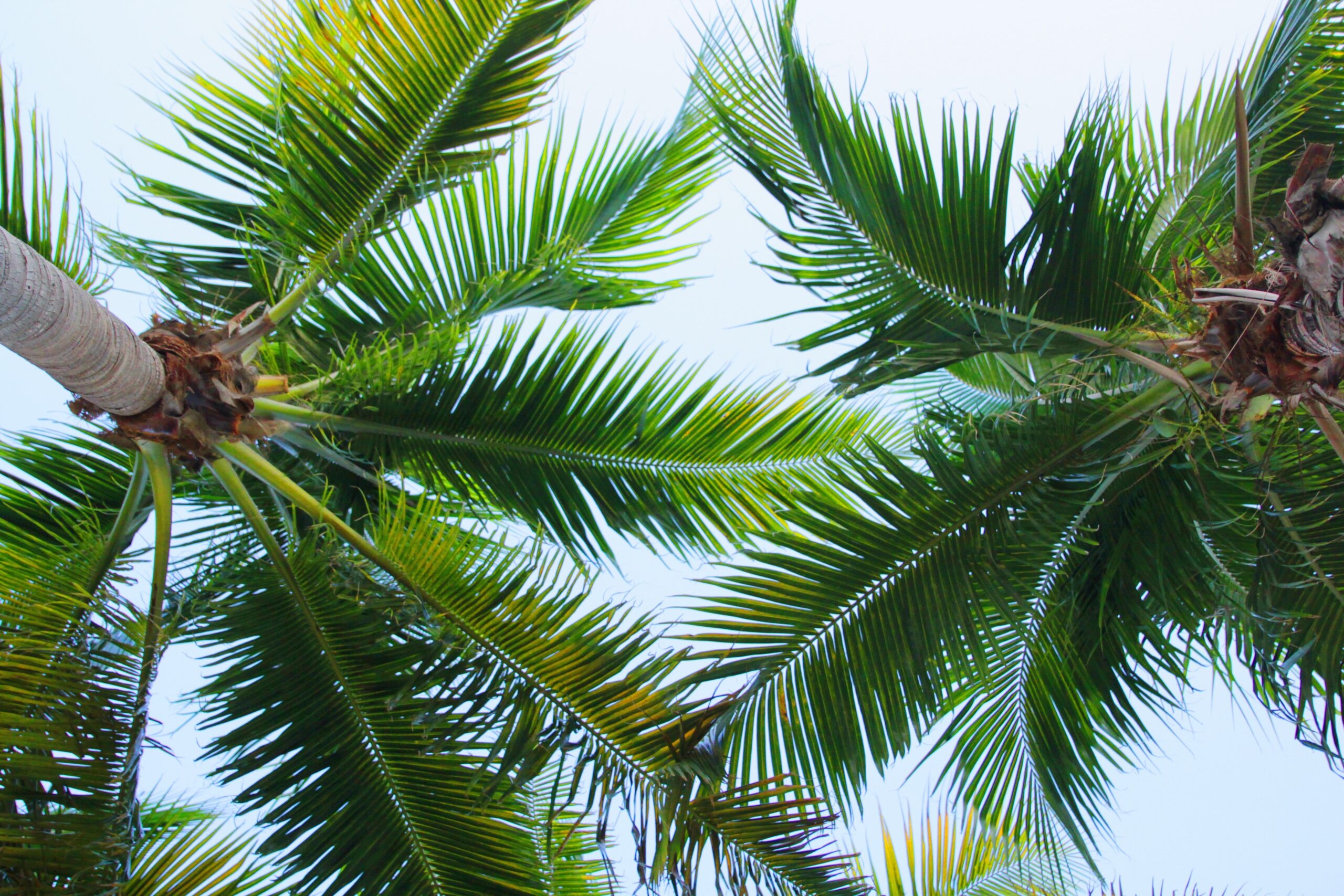 fastest-growing-palm-trees-top-10-ecocation