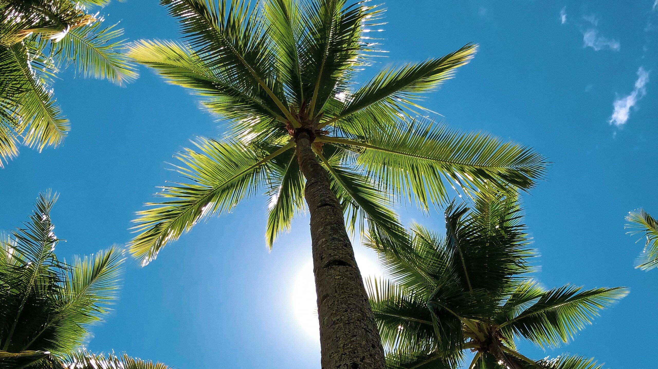 Coconut Tree Vs Palm Tree What S The Difference EcoCation   Marek Okon 2pgJ08ieQA4 Unsplash Scaled 