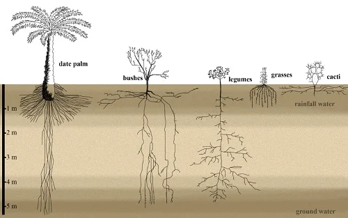 Palm Tree Roots - All You Need To Know - EcoCation