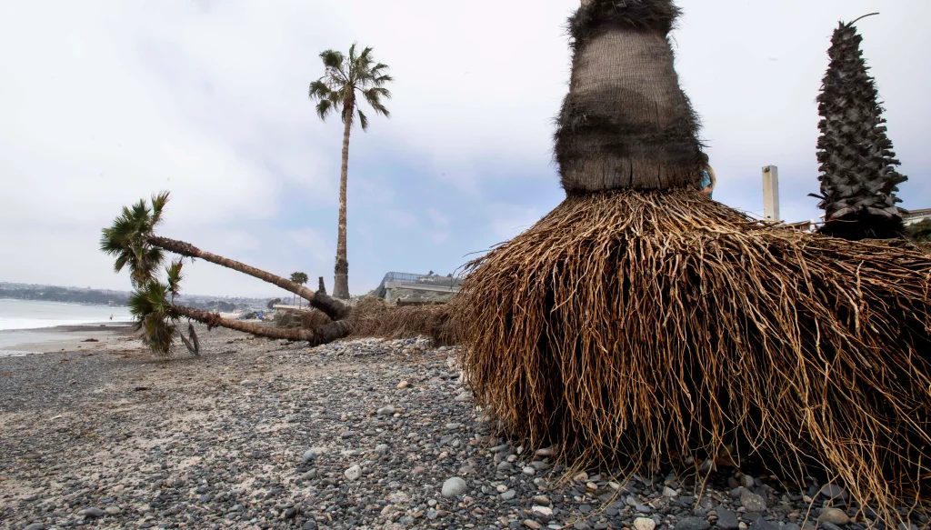 Palm Tree Roots - All You Need To Know - EcoCation