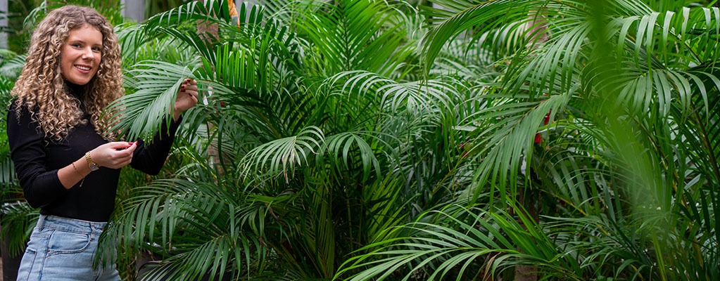 Areca palm outlet poisonous