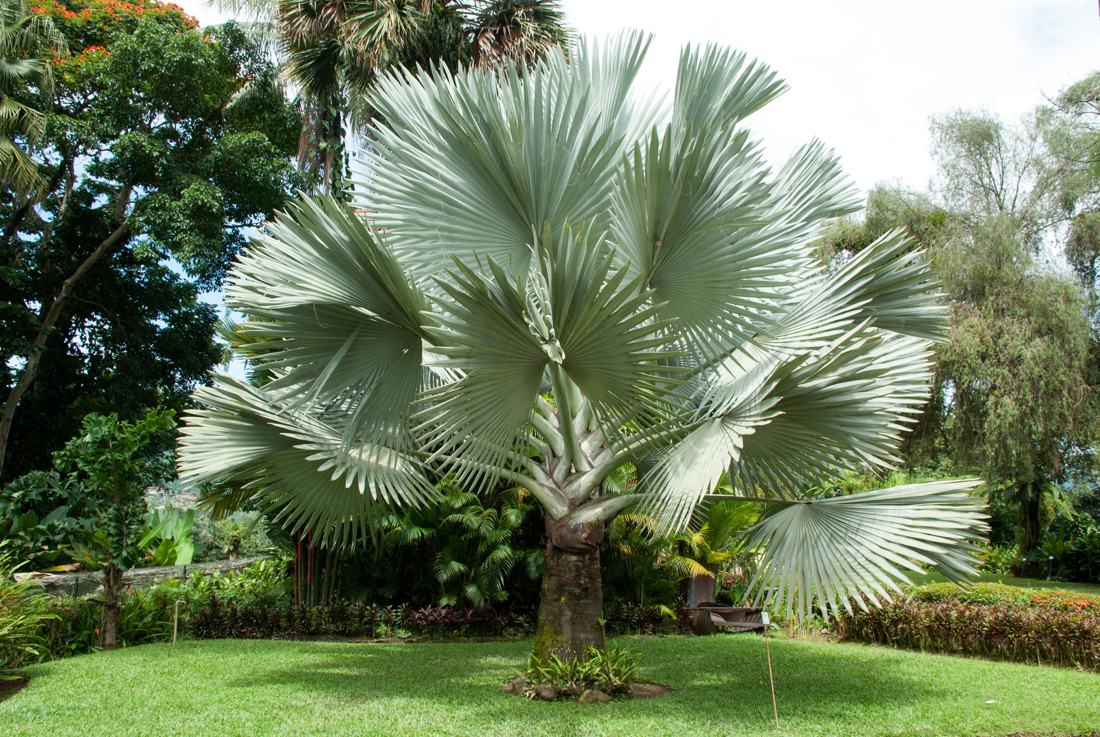 Bismarck Palm (Bismarckia nobilis): A Truly Underrated Palm Tree