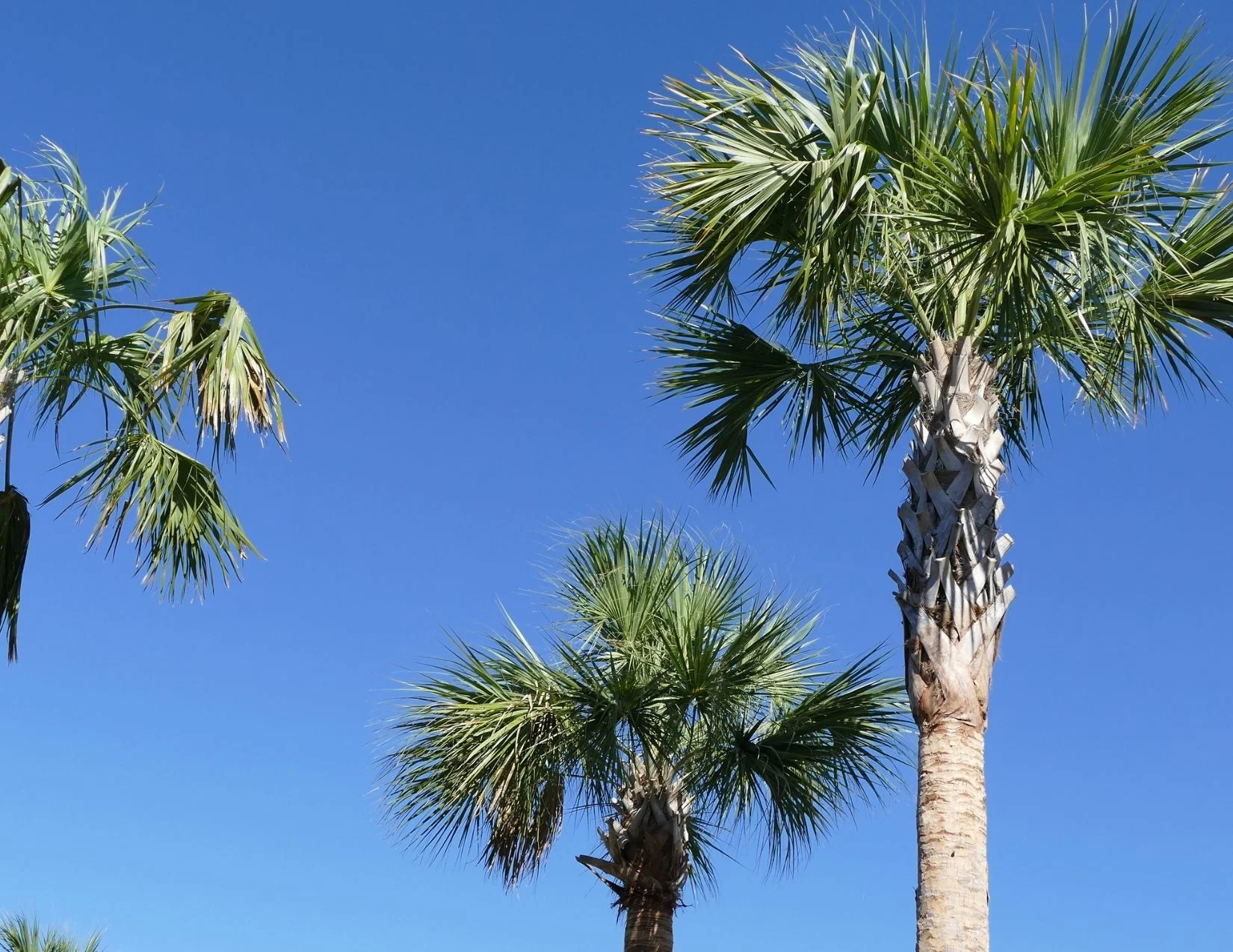 Sabal Palm [Sabal Palmetto] How to Grow & Care EcoCation