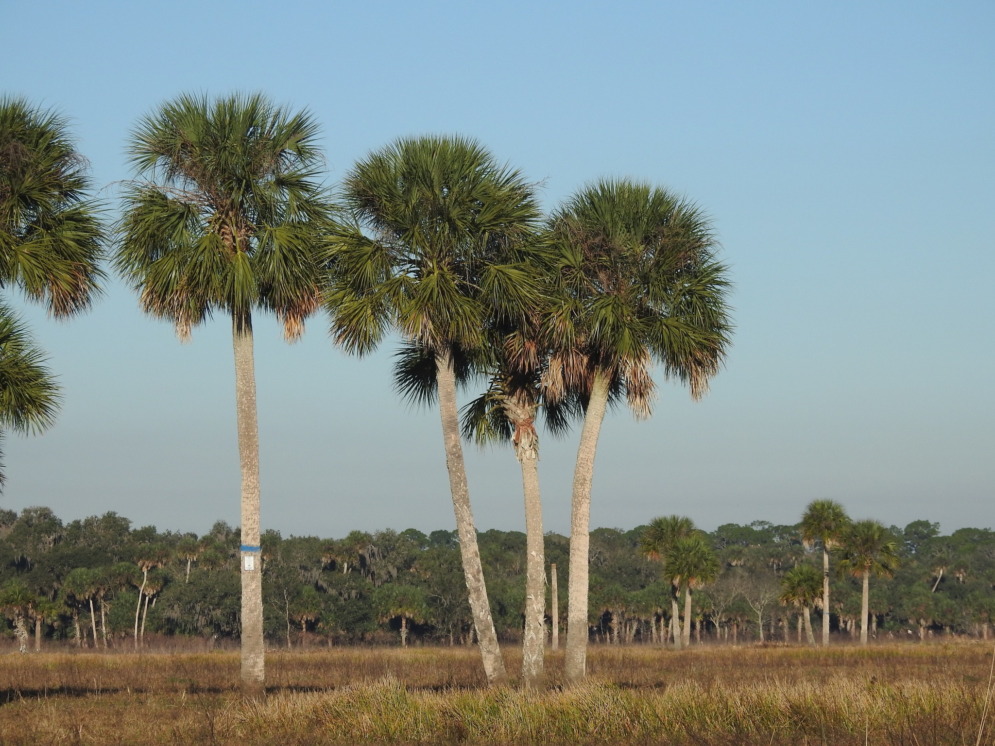 Sabal Palm [Sabal Palmetto] - How To Grow & Care - EcoCation